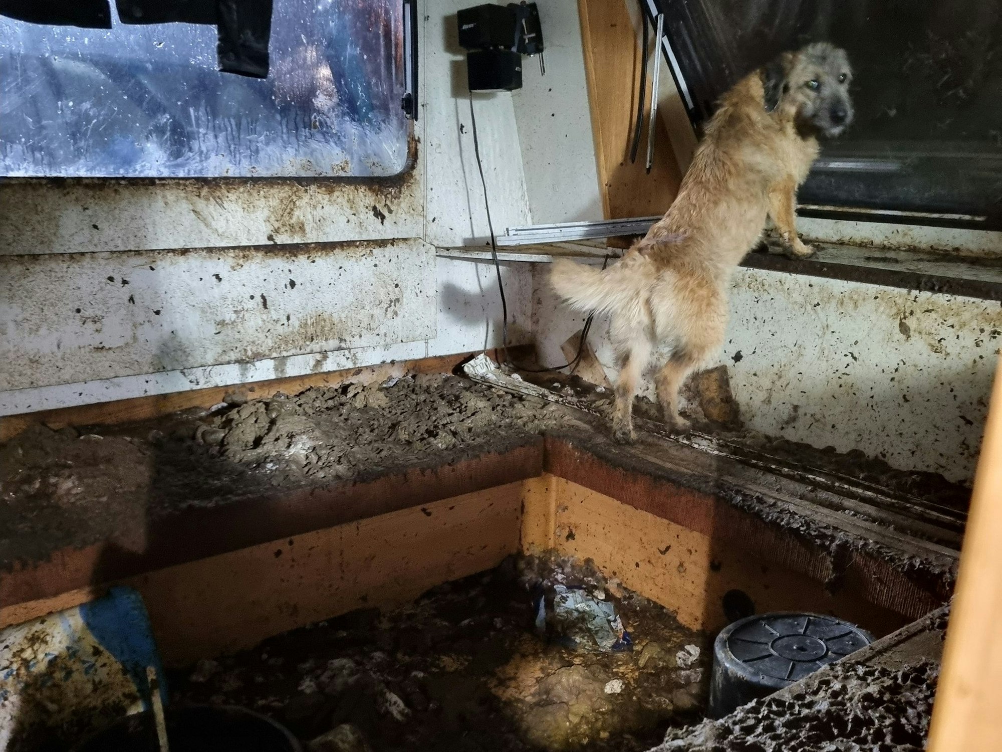 Ein Hund steht in einem völlig verdreckten Wohnwagen.