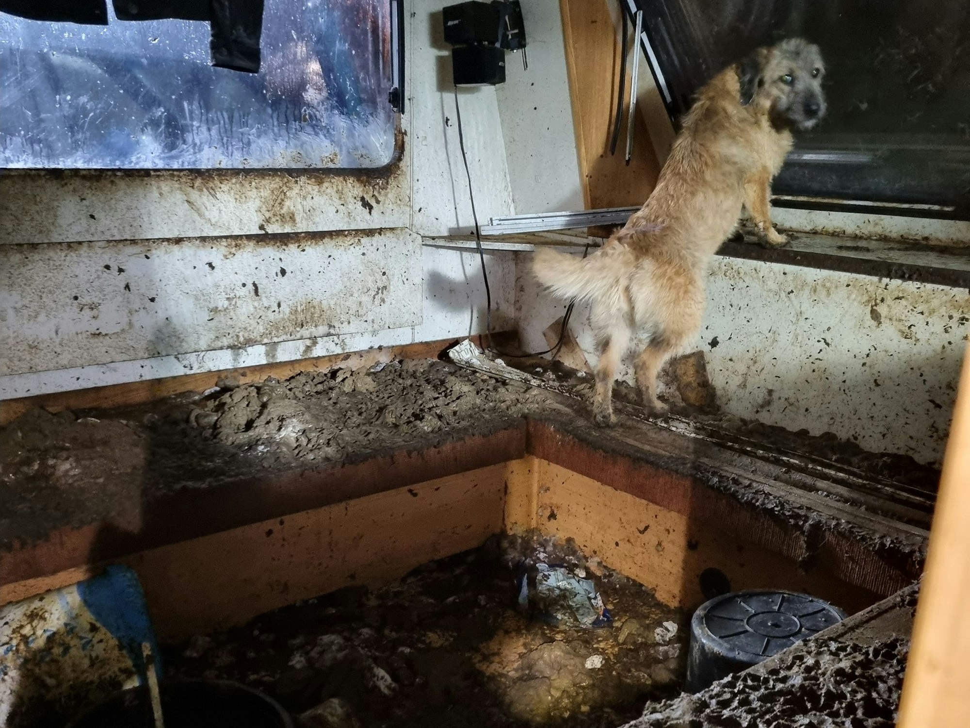 Ein Hund befindet sich in einem Wohnwagen, dessen Wände und Boden völlig verdreckt sind.