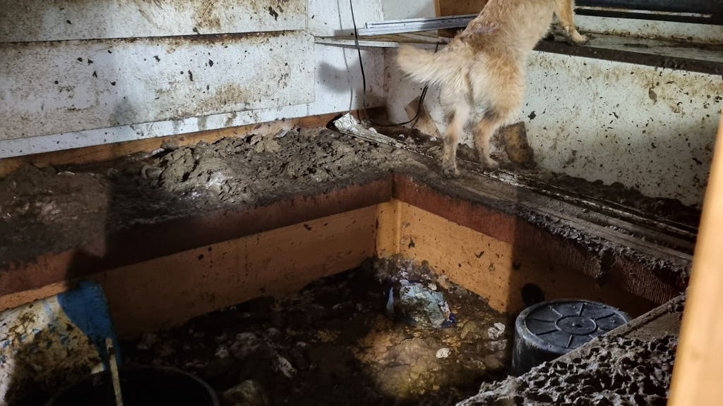 Ein Hund befindet sich in einem Wohnwagen, dessen Wände und Boden völlig verdreckt sind.