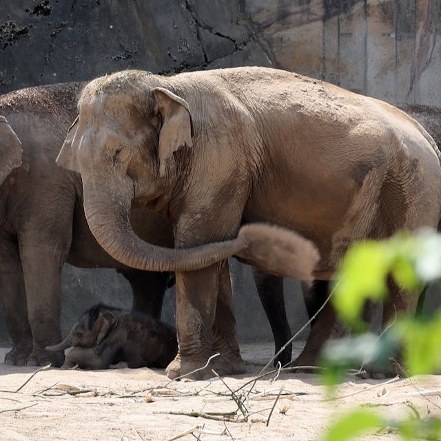 Zwei erwachsene Elefanten, dazwischen liegt ein Elefantenbaby.