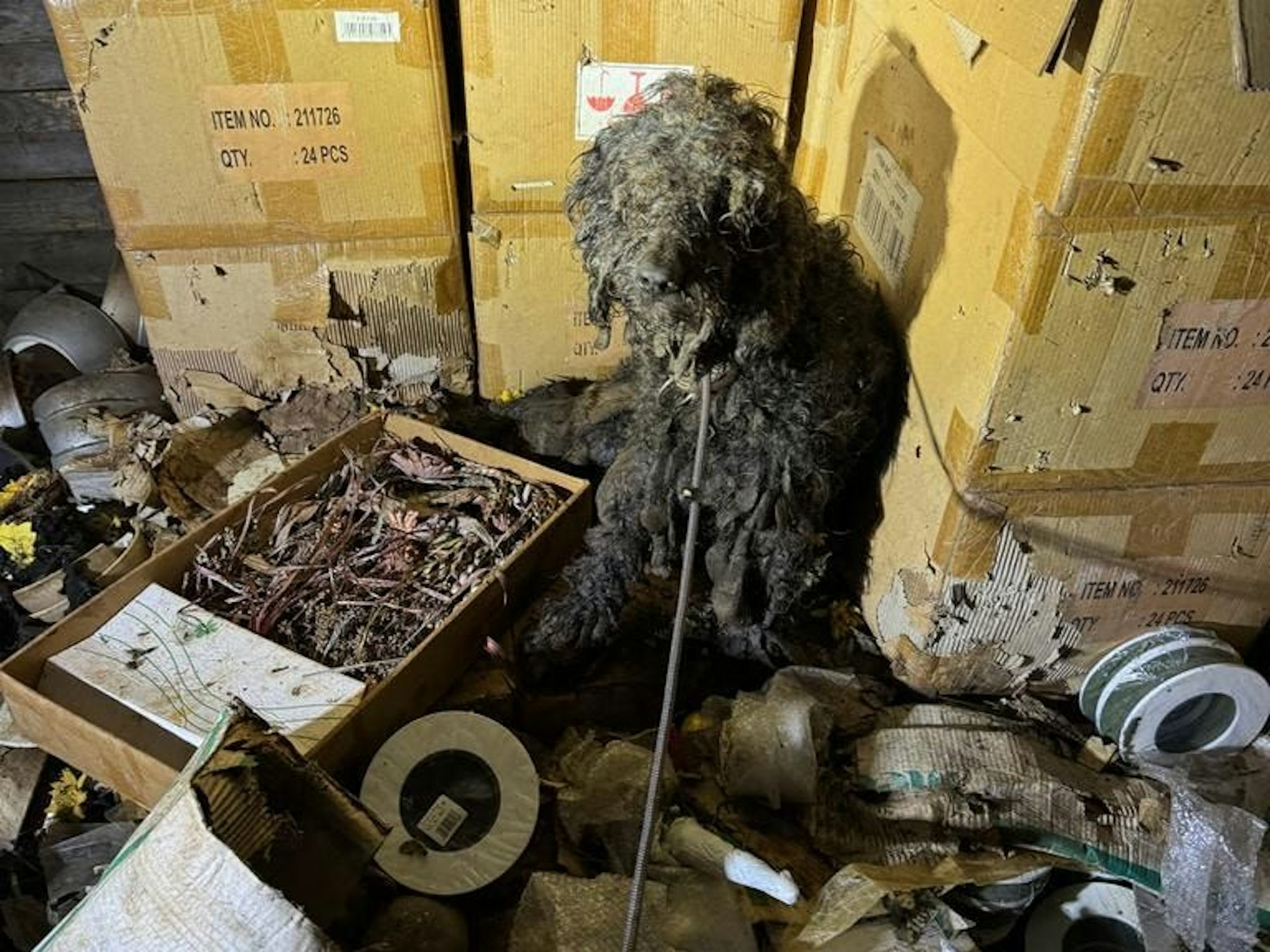 Ein völlig verdreckter Hund sitzt inmitten von Gerümpel, Müll und Dreck.