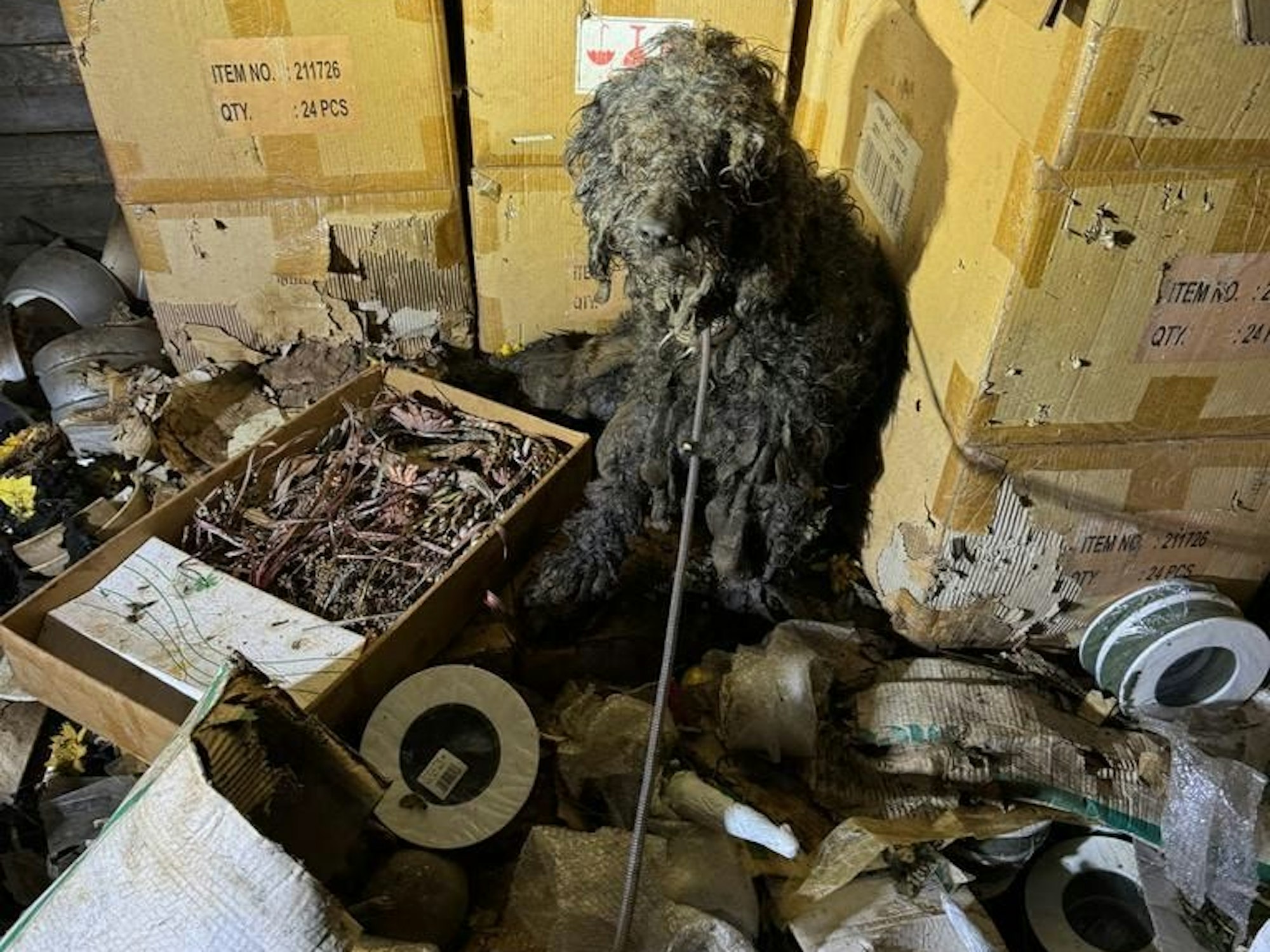 Ein völlig verwahrloster Hund sitzt inmitten von Gerümpel, Müll und Dreck.