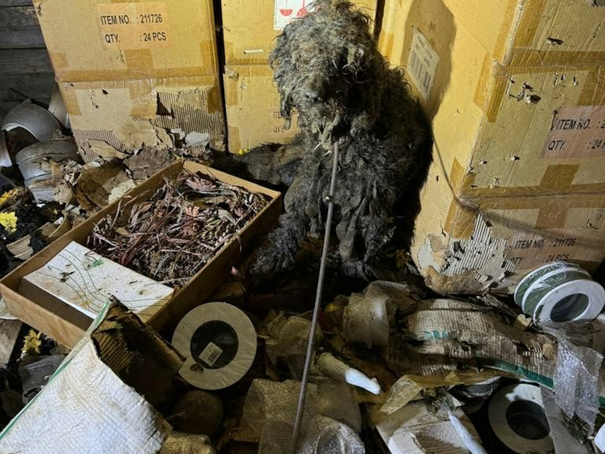 Ein völlig verdreckter, verwahrloster Hund sitzt inmitten von Müll und Gerümpel.