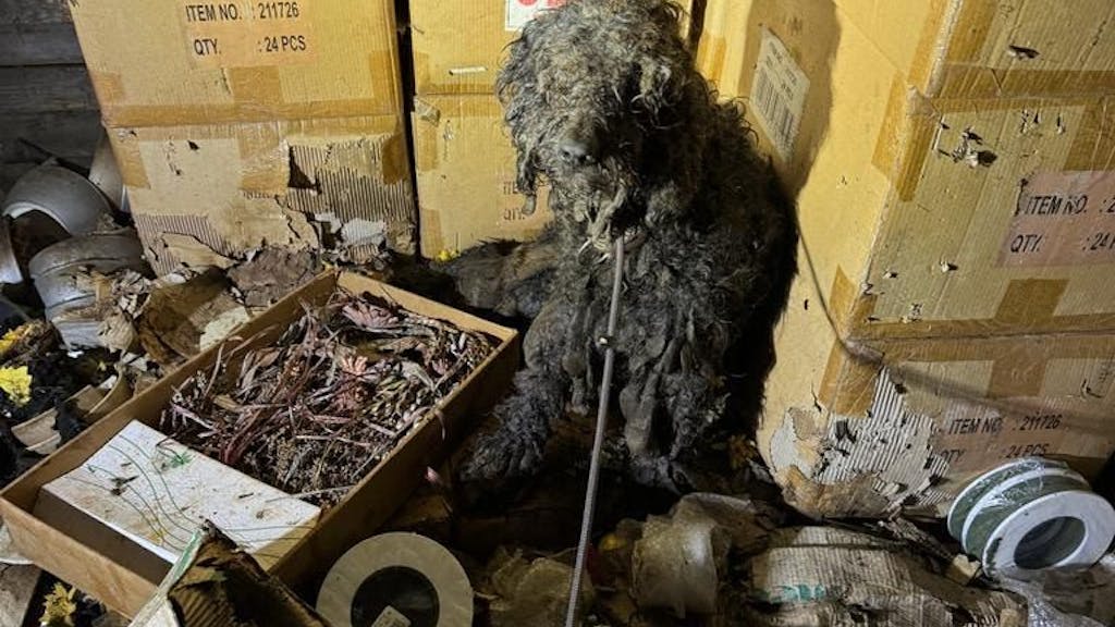 Ein völlig verdreckter Hund sitzt inmitten von Gerümpel, Müll und Dreck.