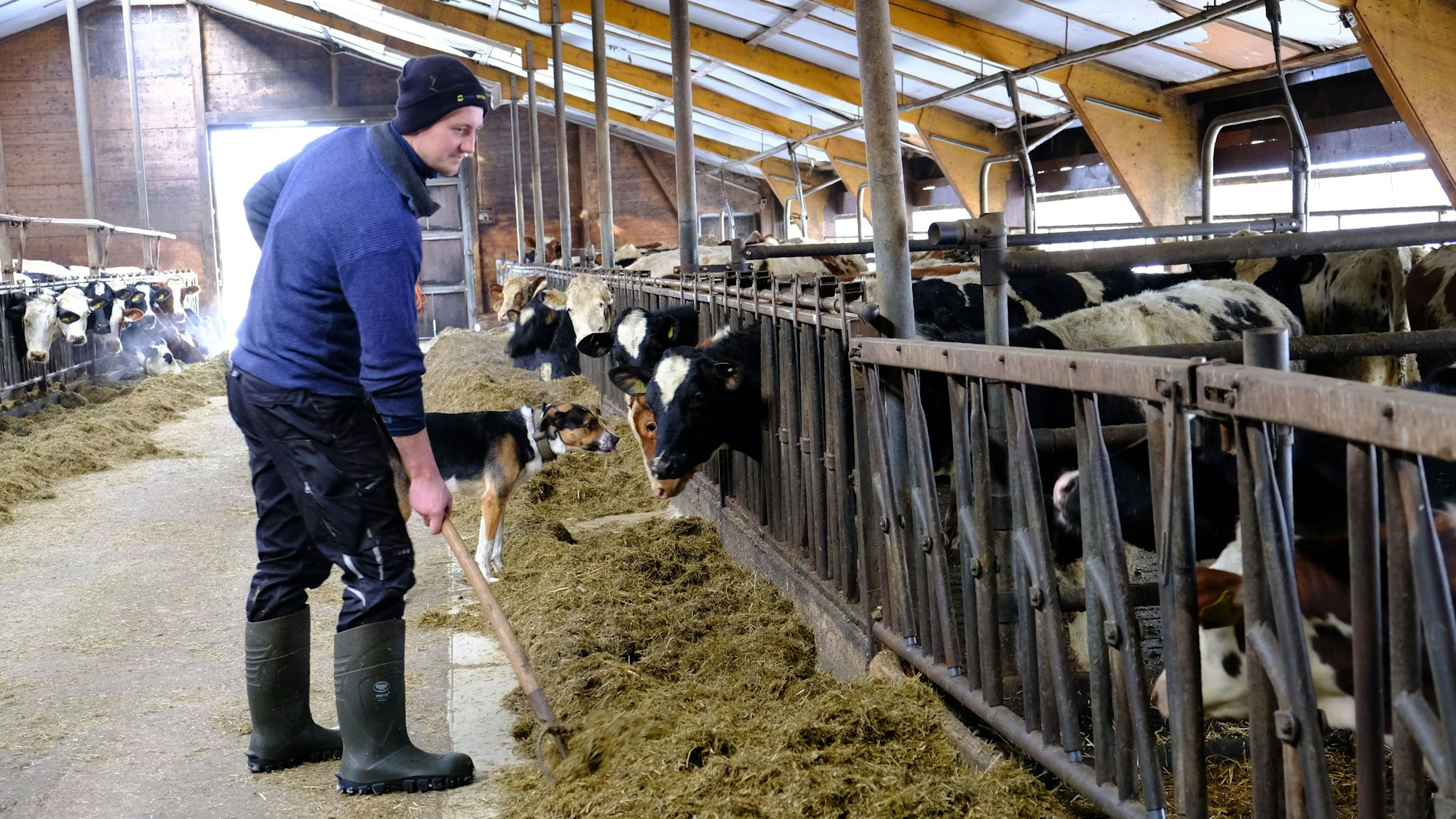 Milchbauer Rainer Berlingen versorgt seine Kühe im Stall.