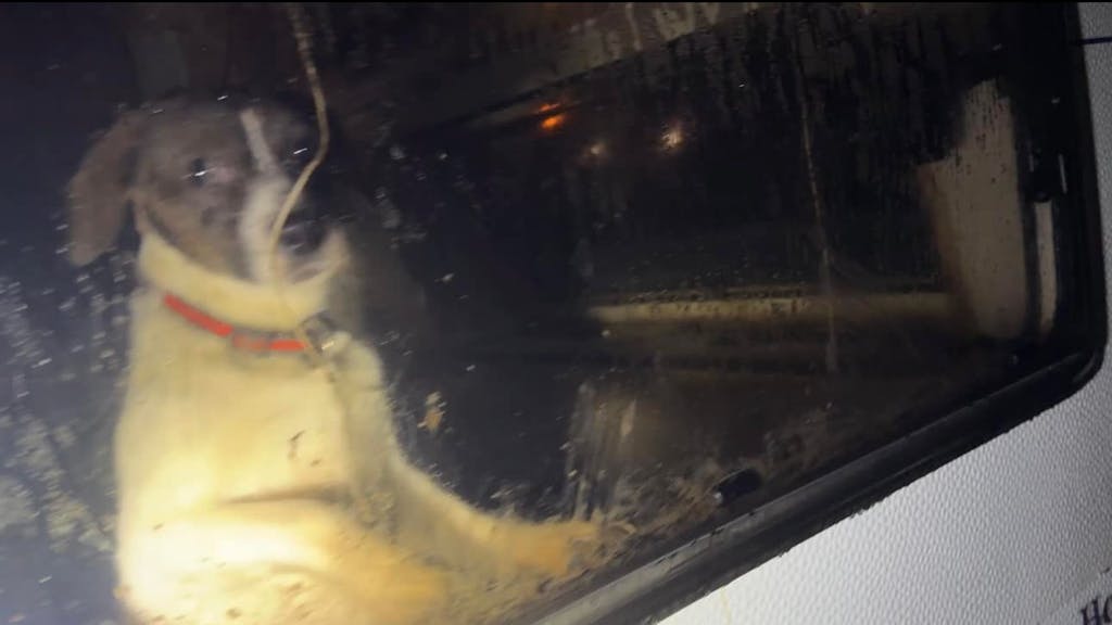 Ein Hund guckt durch die Scheibe eines Wohnwagens.