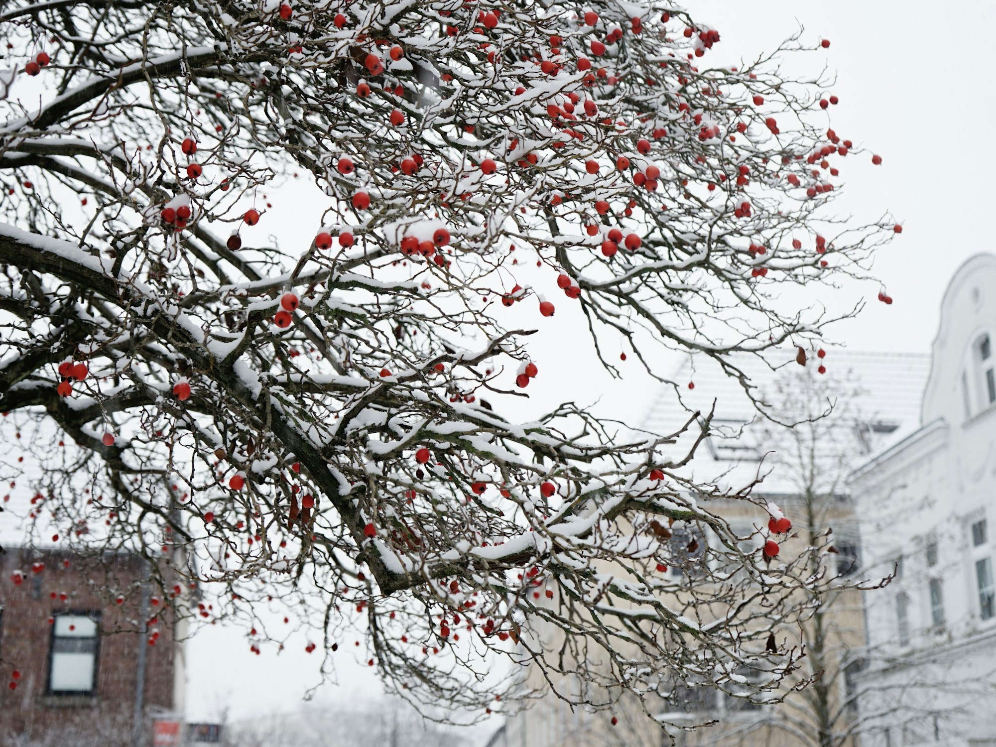 Schnee auf roten Beeren in Bergheim.
