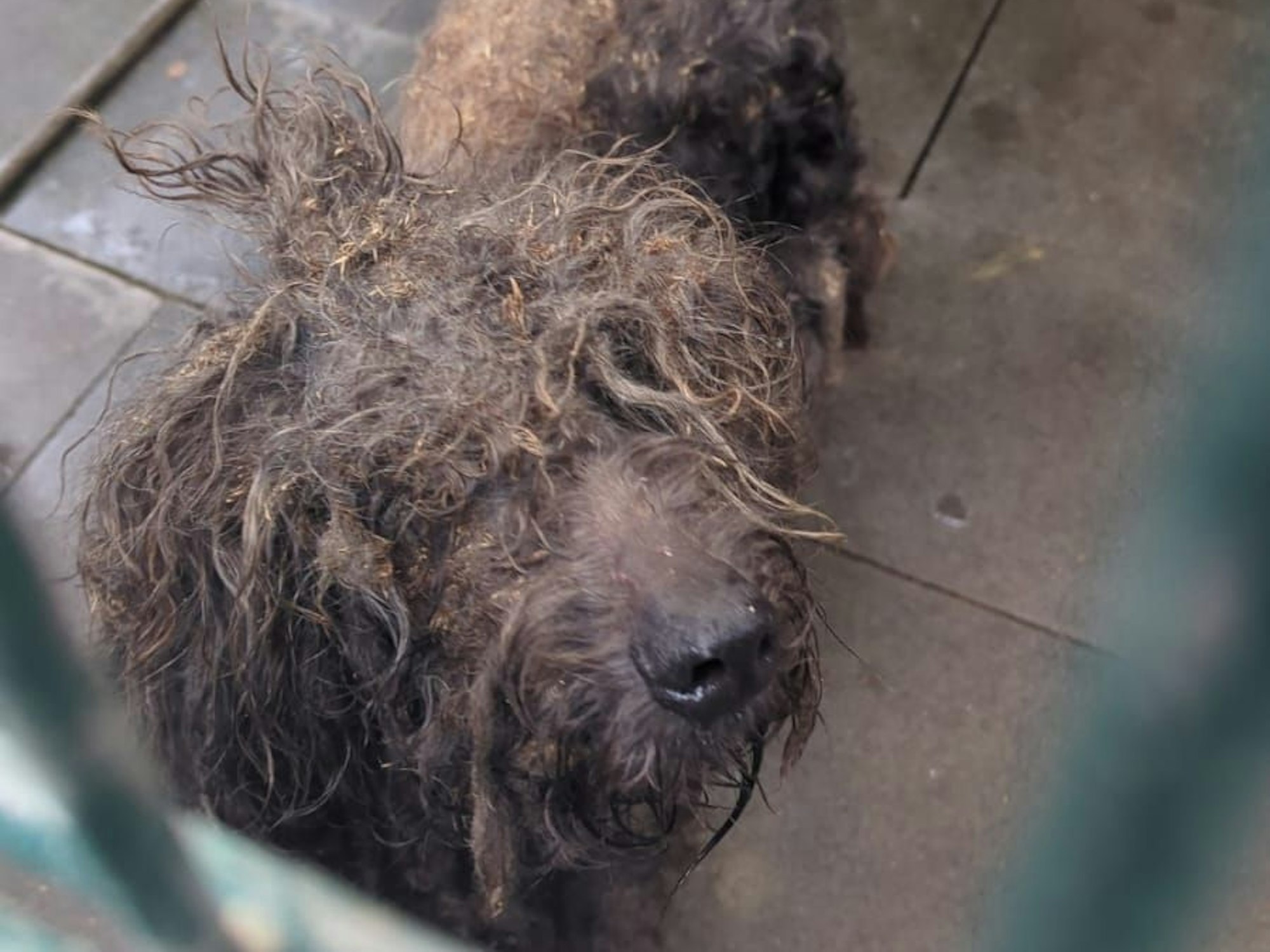 Ein völlig verwahrloster Hund steht in einem Tierheim-Zwinger.