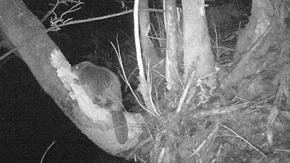 Eine schwarz-weiße Nachtaufnahme zeigt einen Biber, auf einem Baum sitzend.