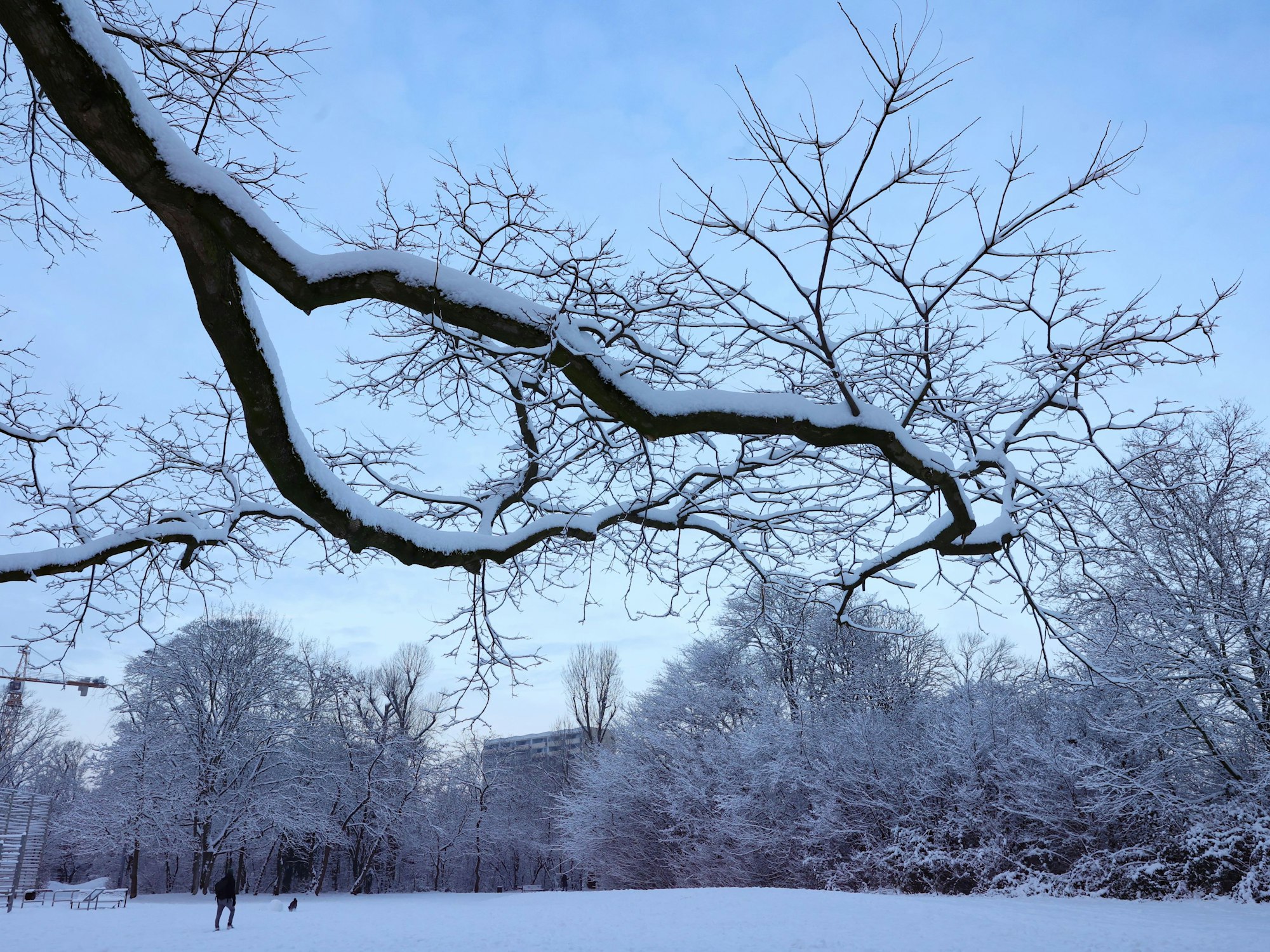 Schneebedeckte Bäume im Takufeld in Ehrenfeld.