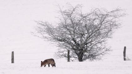 Blankenheim in der Eifel: Ein Fuchs schnürt am Mittwoch (17. Januar) durch den Schnee. In der Eifel fielen teilweise bis zu 16 Zentimeter Neuschnee.