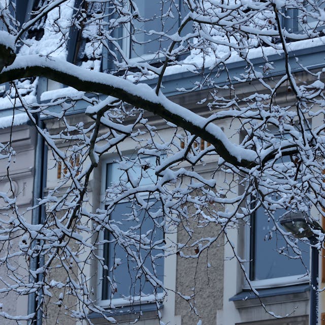 Schnee in Ehrenfeld
Schnee auf Bäumen und Ästen&nbsp;