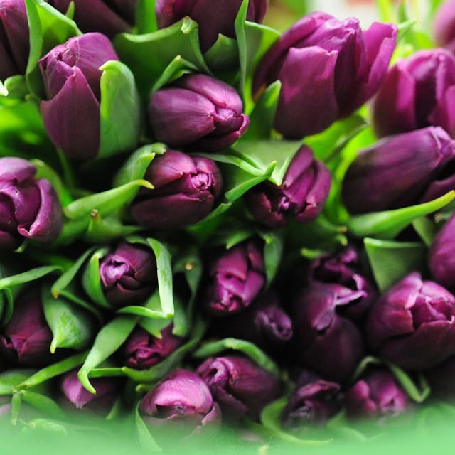 Ein Strauß violetter Tulpen