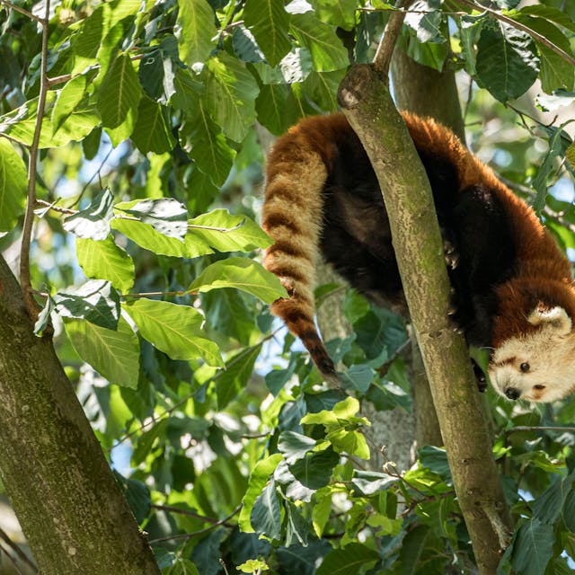 Ein Roter Panda im Kölner Zoo
