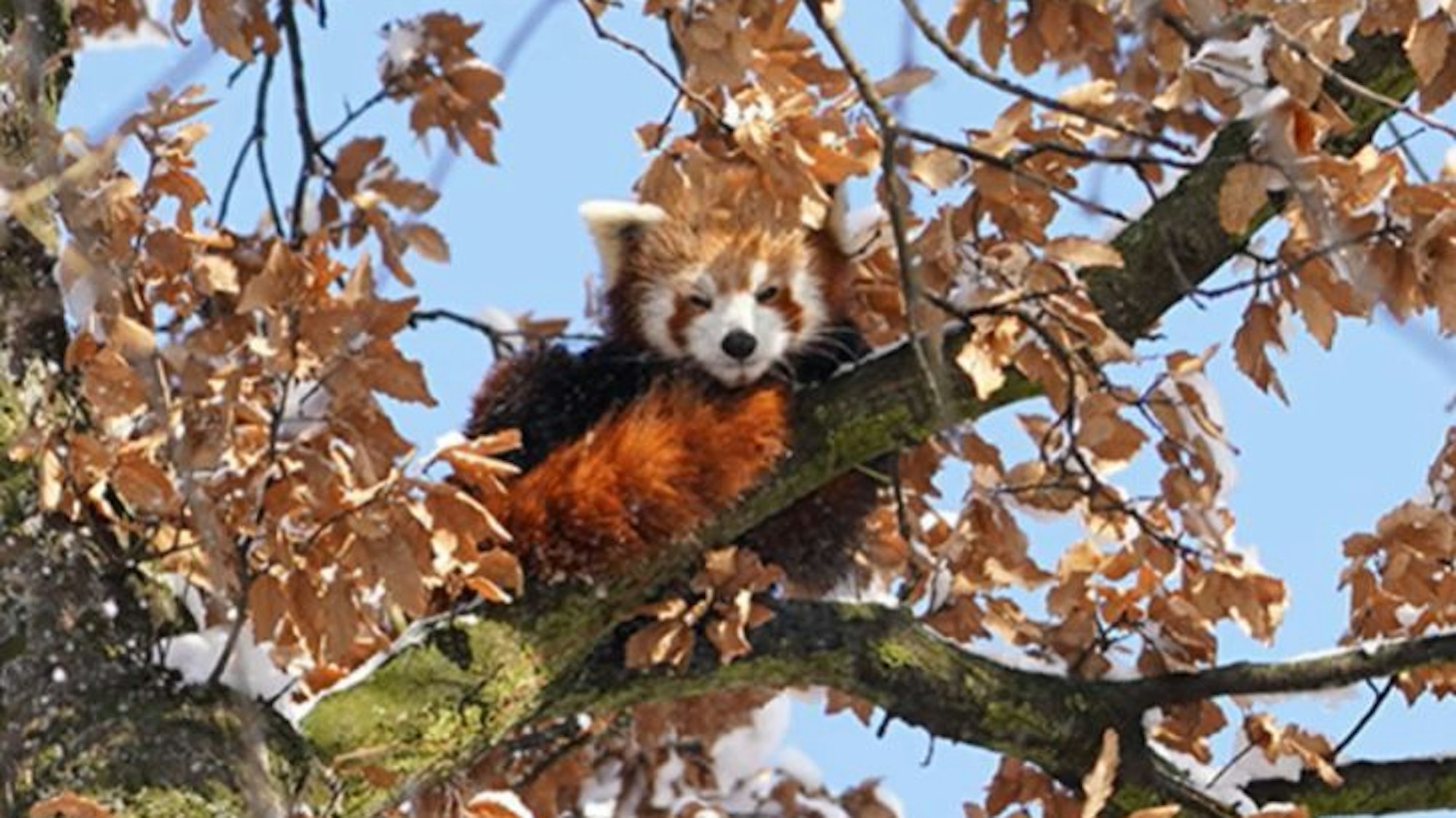 Der Rote Panda Barney sitzt auf einem Baum im Kölner Zoo.