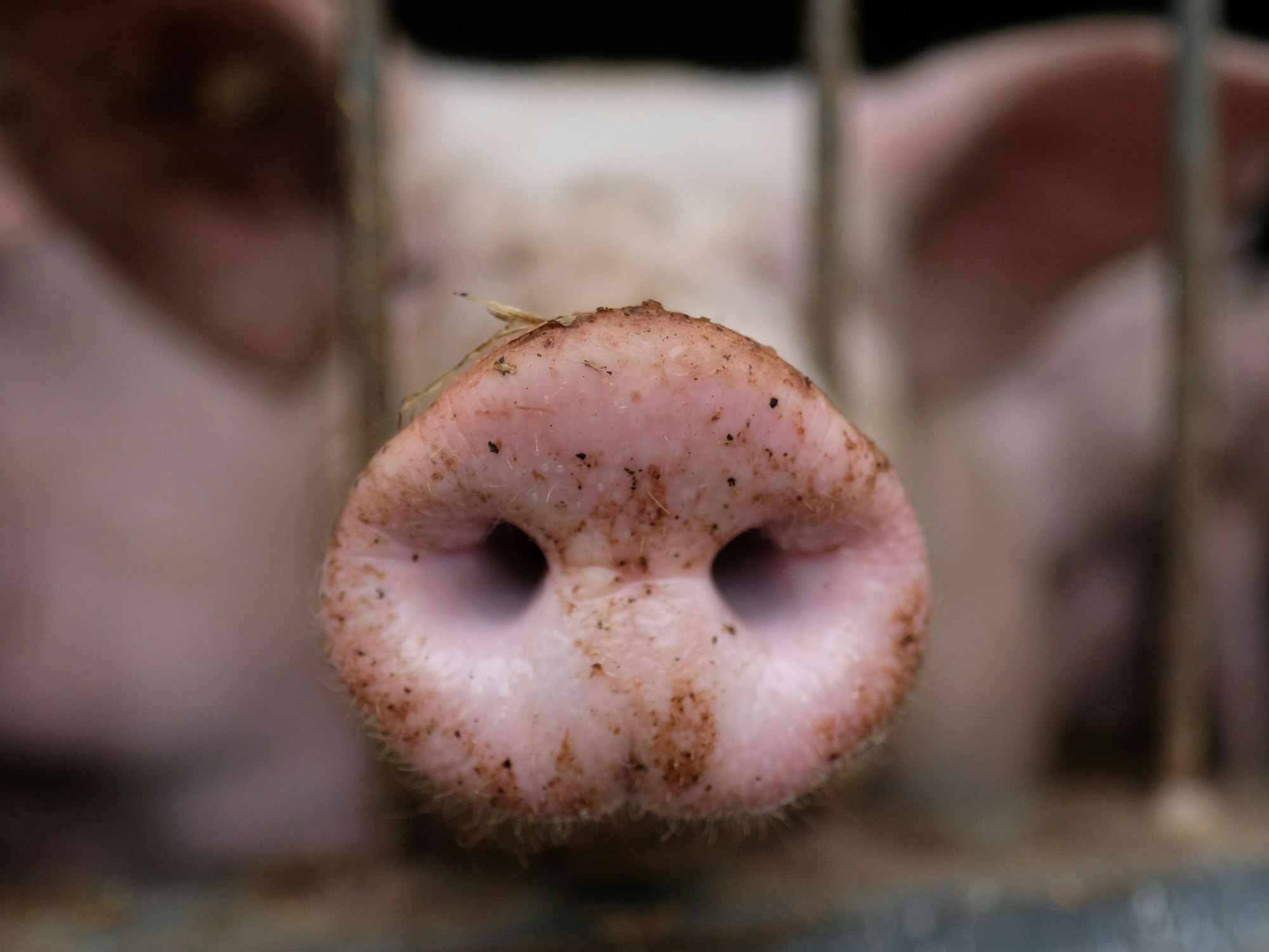 Ein Schwein in einem Stall eines Agrarbetriebes, hier im August 2020 in Limbach-Oberfrohna.