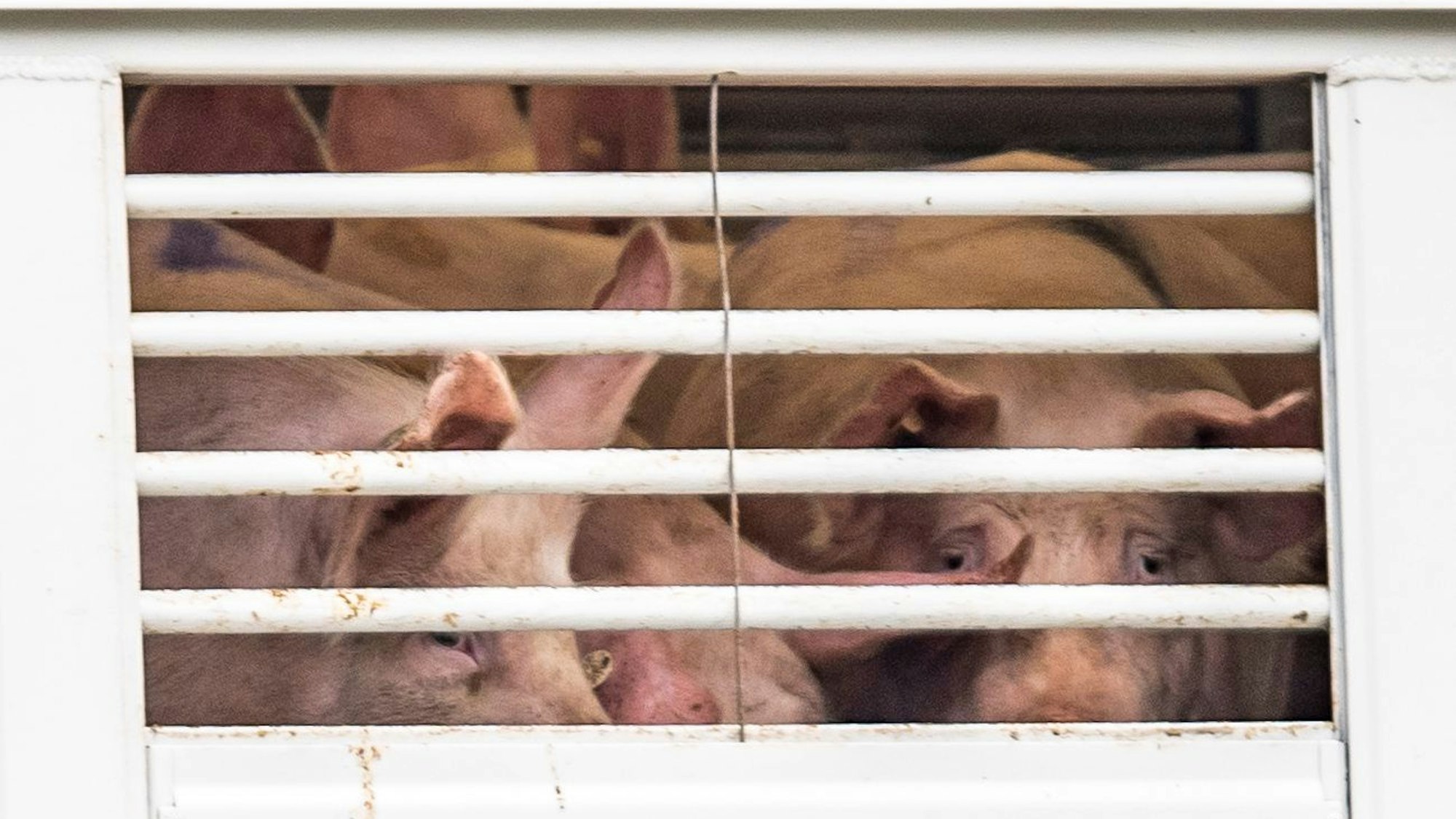 Schweine drängen sich in einem Transporter, der auf das Betriebsgelände der Firma Tönnies fährt.