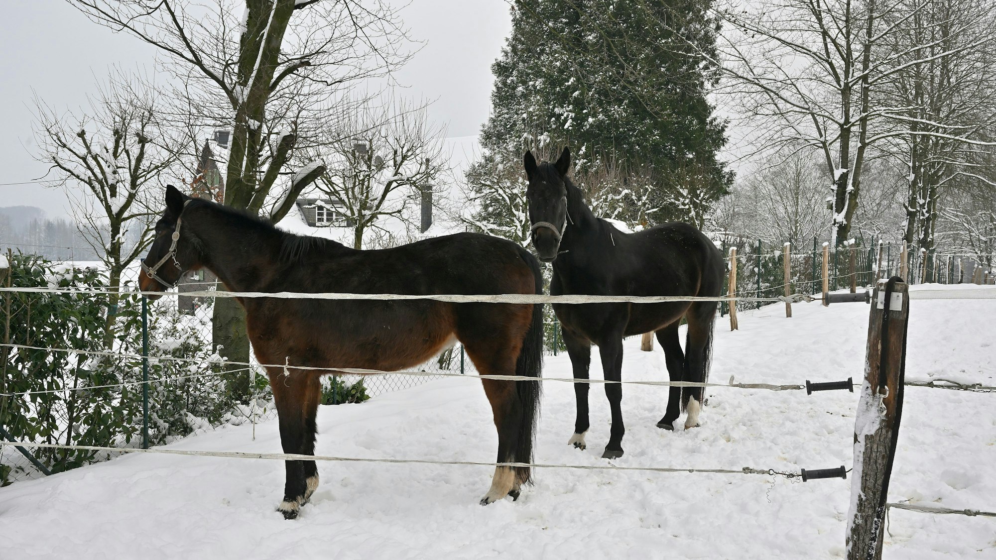 Herkenrath. Pferdehof Werheid. Pferde in Schnee.