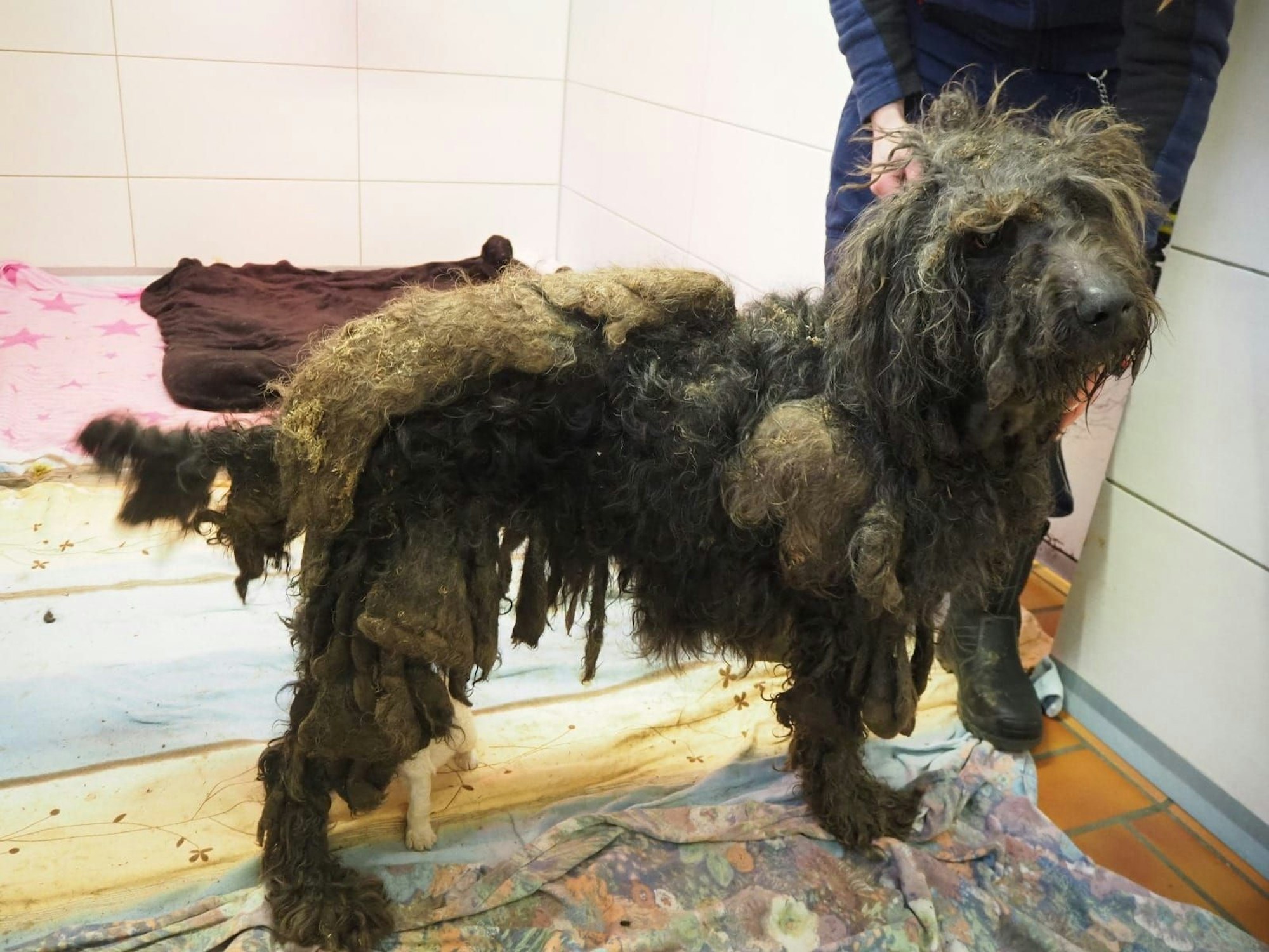 Nach dem Fund von etlichen verwahrlosten Hunden auf einem Schrottplatz in Rath-Heumar, werden 13 von ihnen nun im Tierheim in Zollstock versorgt.