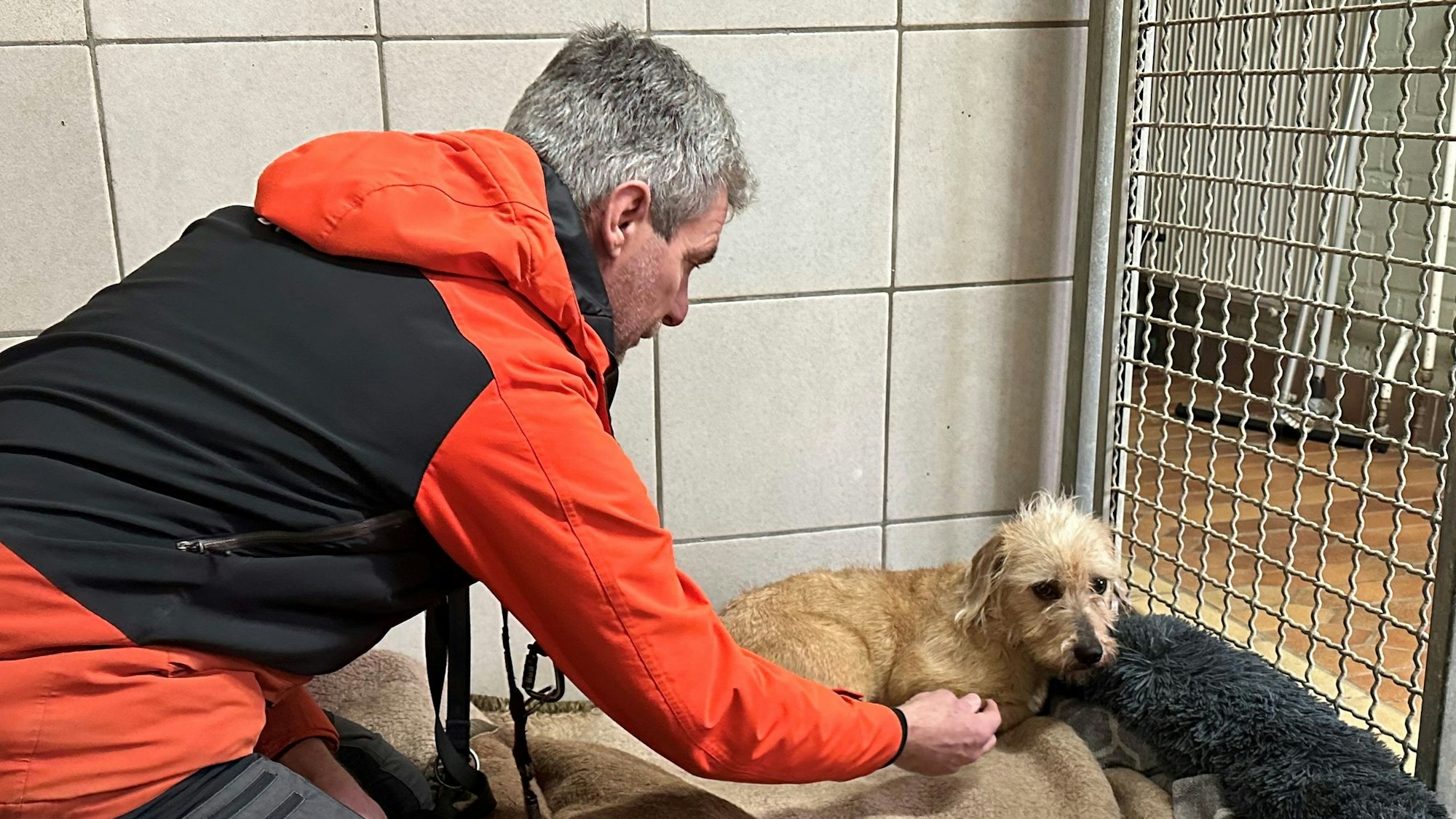 Udo Althoff, stellvertretender Vorsitzender des Tierschutzvereines, ist Hundetrainer und hält der verängstigten Hündin Anna, die in Rath/Humar gerettet wurde, im Troisdorfer Tierheim eine Hand hin.