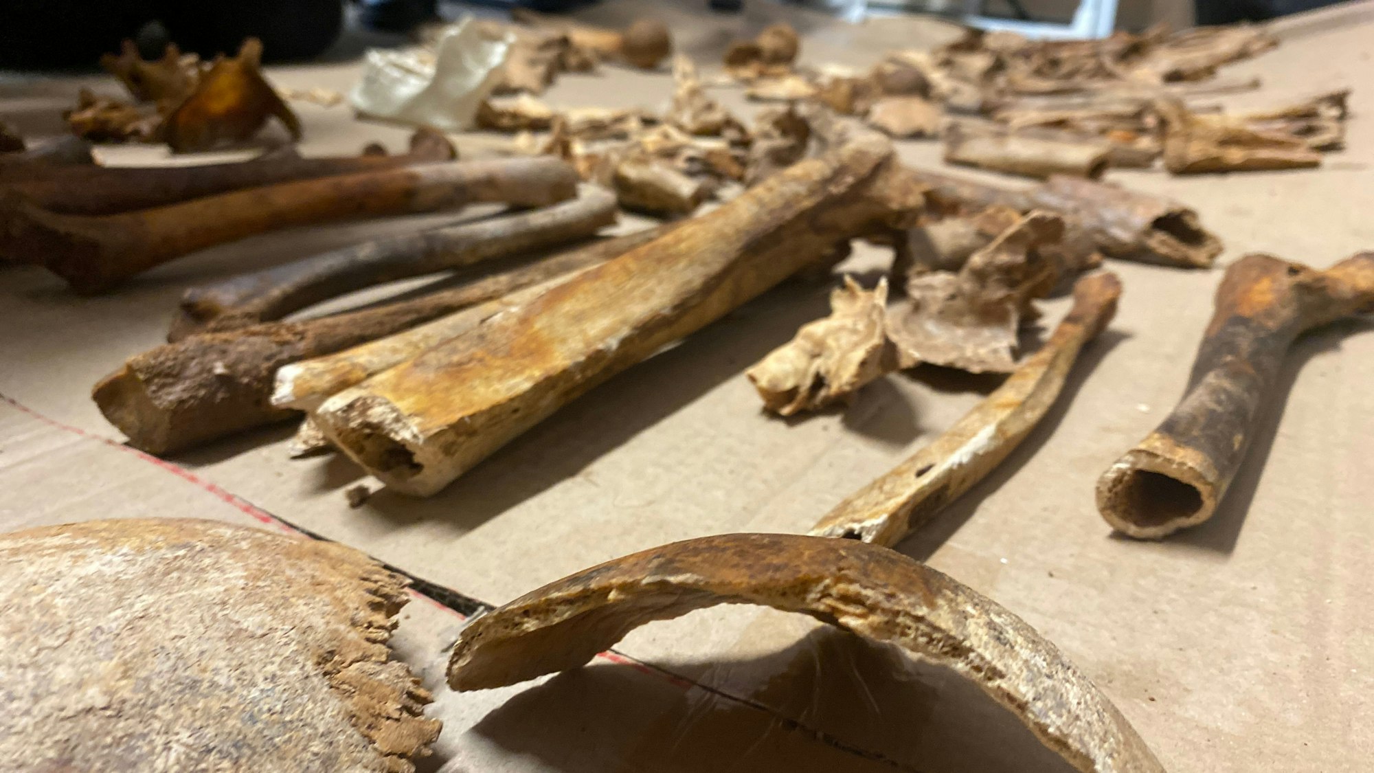 Mehr als 100 Jahre alte, menschliche Knochen sind auf einem Tisch ausgebreitet. Sie waren bei Bauarbeiten in Niederelvenich gefunden worden.