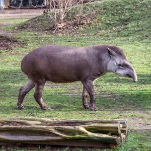 Ein grauer Tapir läuft über die Wiese des Außengeheges.