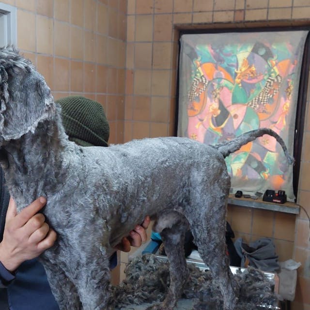 Einer der völlig verwahrlosten Hunde im Tierheim Zollstock mit frisch rasiertem Fell