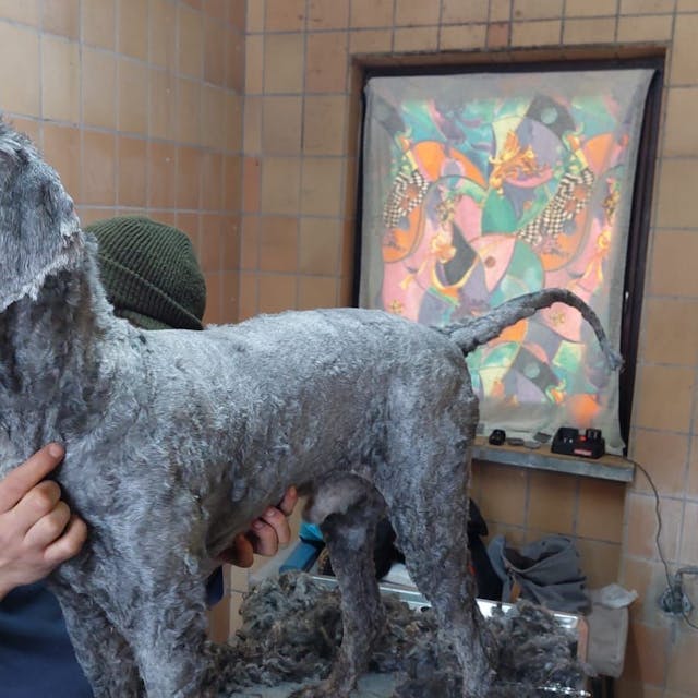 Einer der völlig verwahrlosten Hunde im Tierheim Zollstock mit frisch rasiertem Fell
