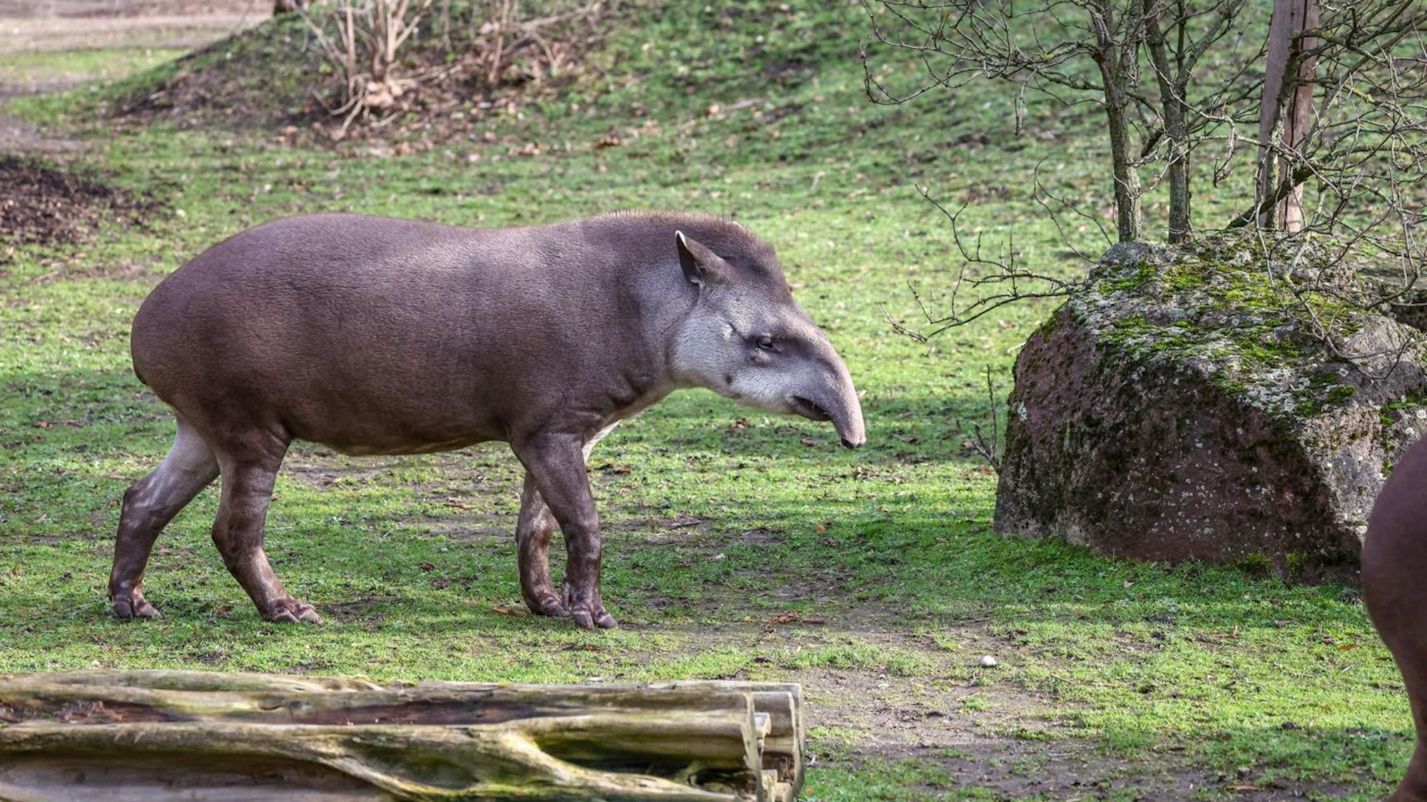 Tapir „Mendoza“ geht durch sein Gehege im Kölner Zoo.