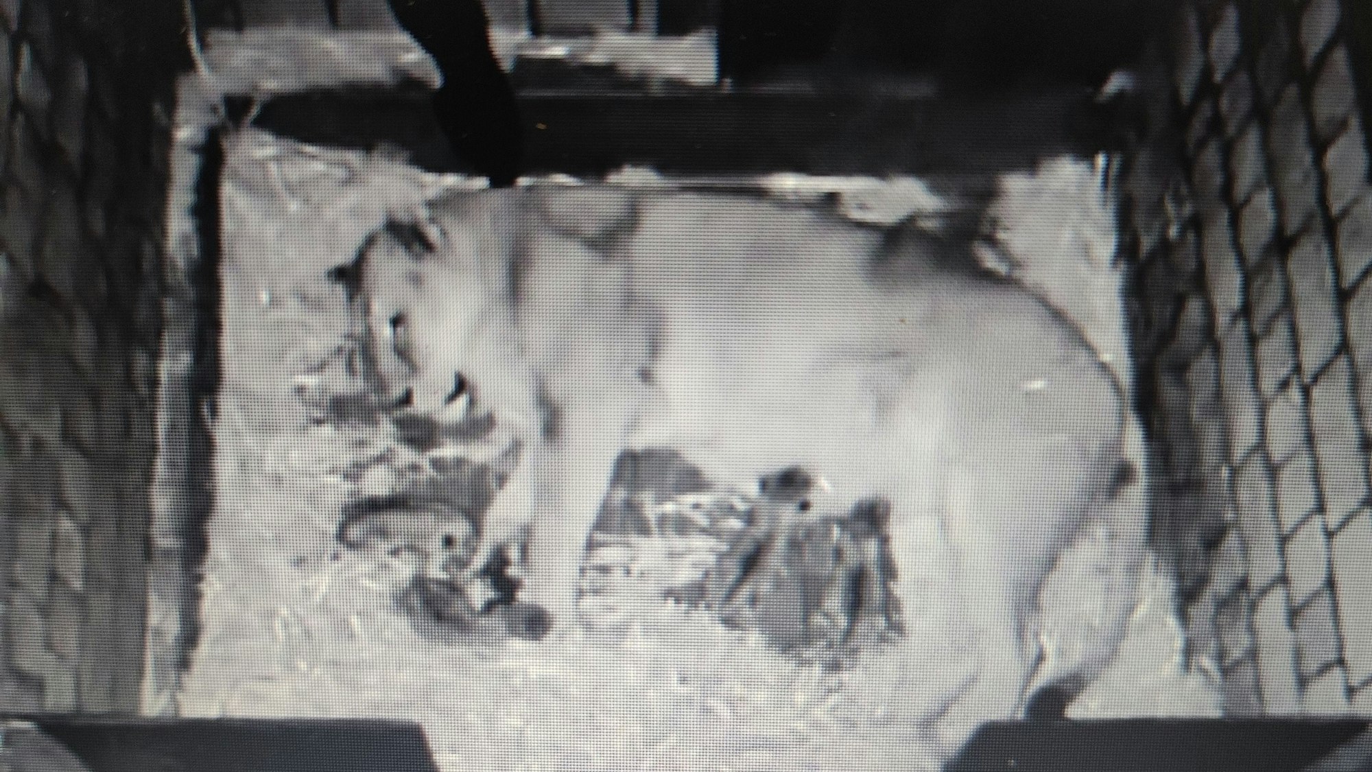 Eine Löwen-Mutter liegt mit ihren Jungen in einer Wurfhöhle.