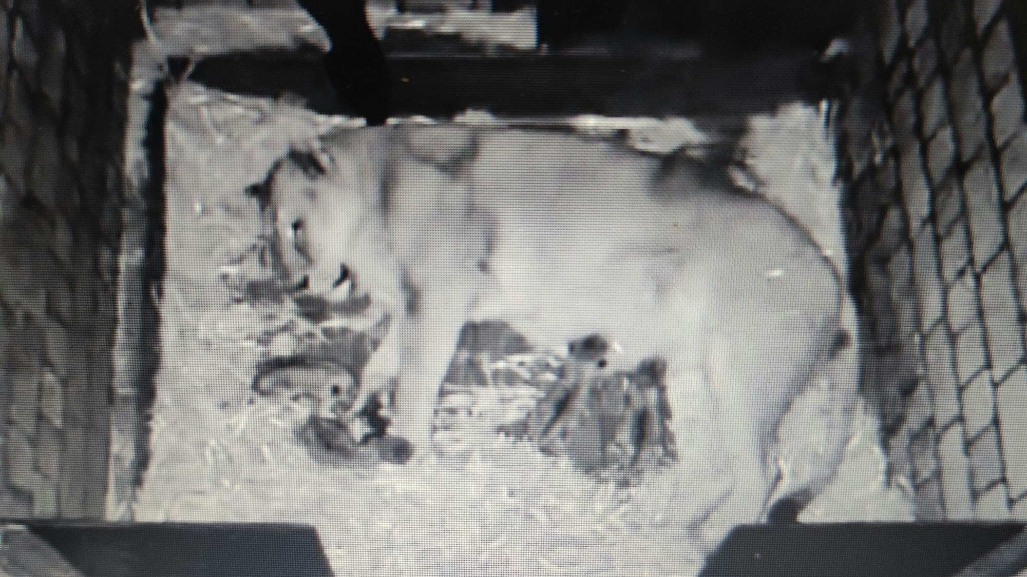 Eine Löwen-Mutter liegt mit ihren Jungen in einer Wurfhöhle.