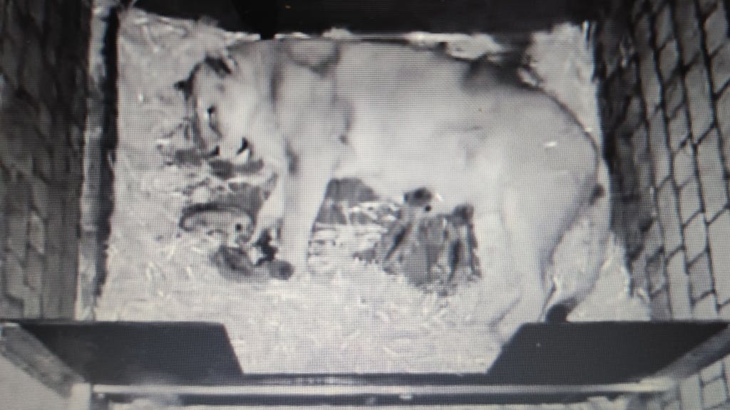 Eine Löwen-Mama liegt in einer Wurfhöhle gemeinsam mit ihren Jungtieren.