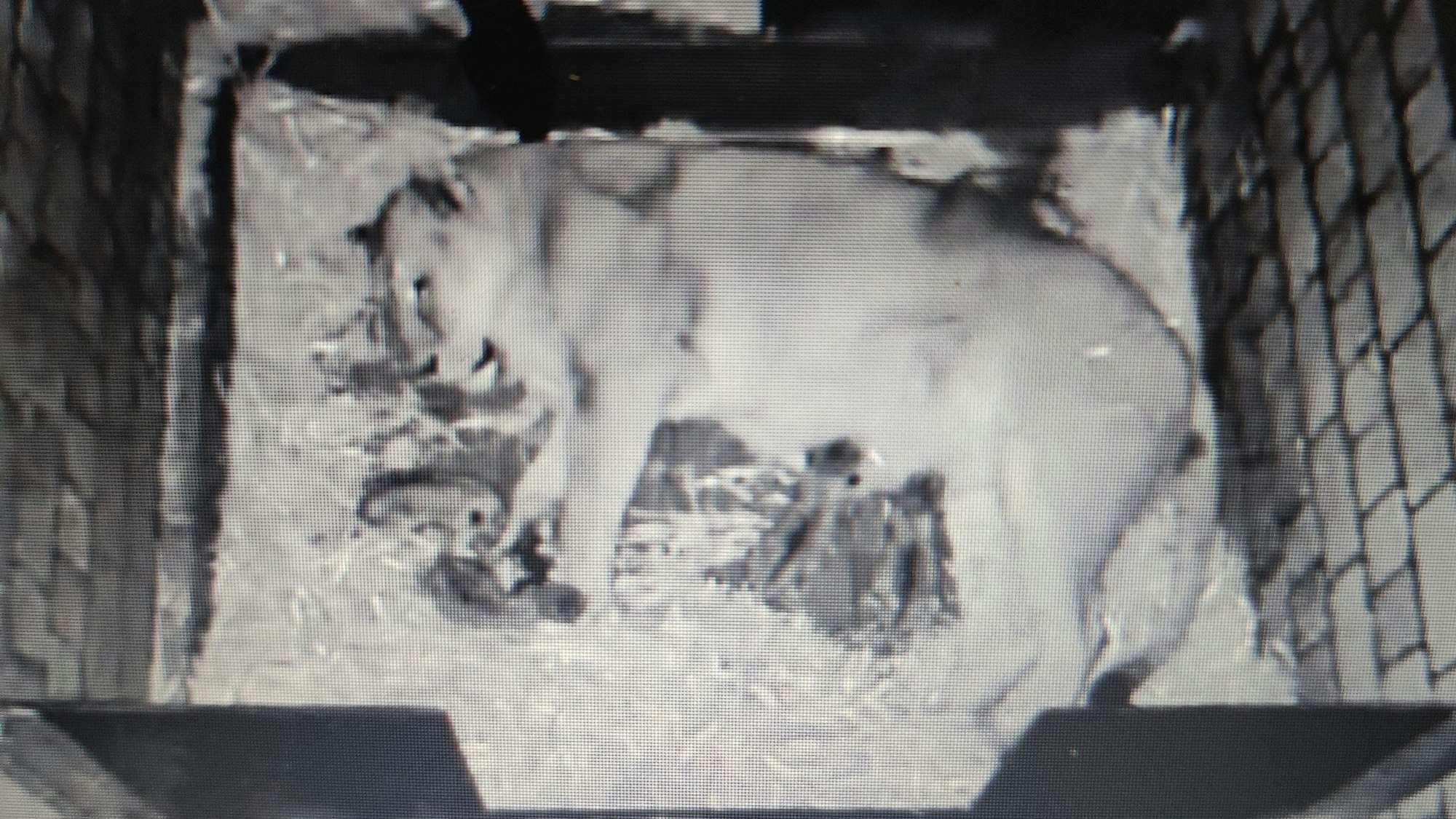 Bild von der Löwen-Live-Cam kurz nach der Geburt der Tierbabys.