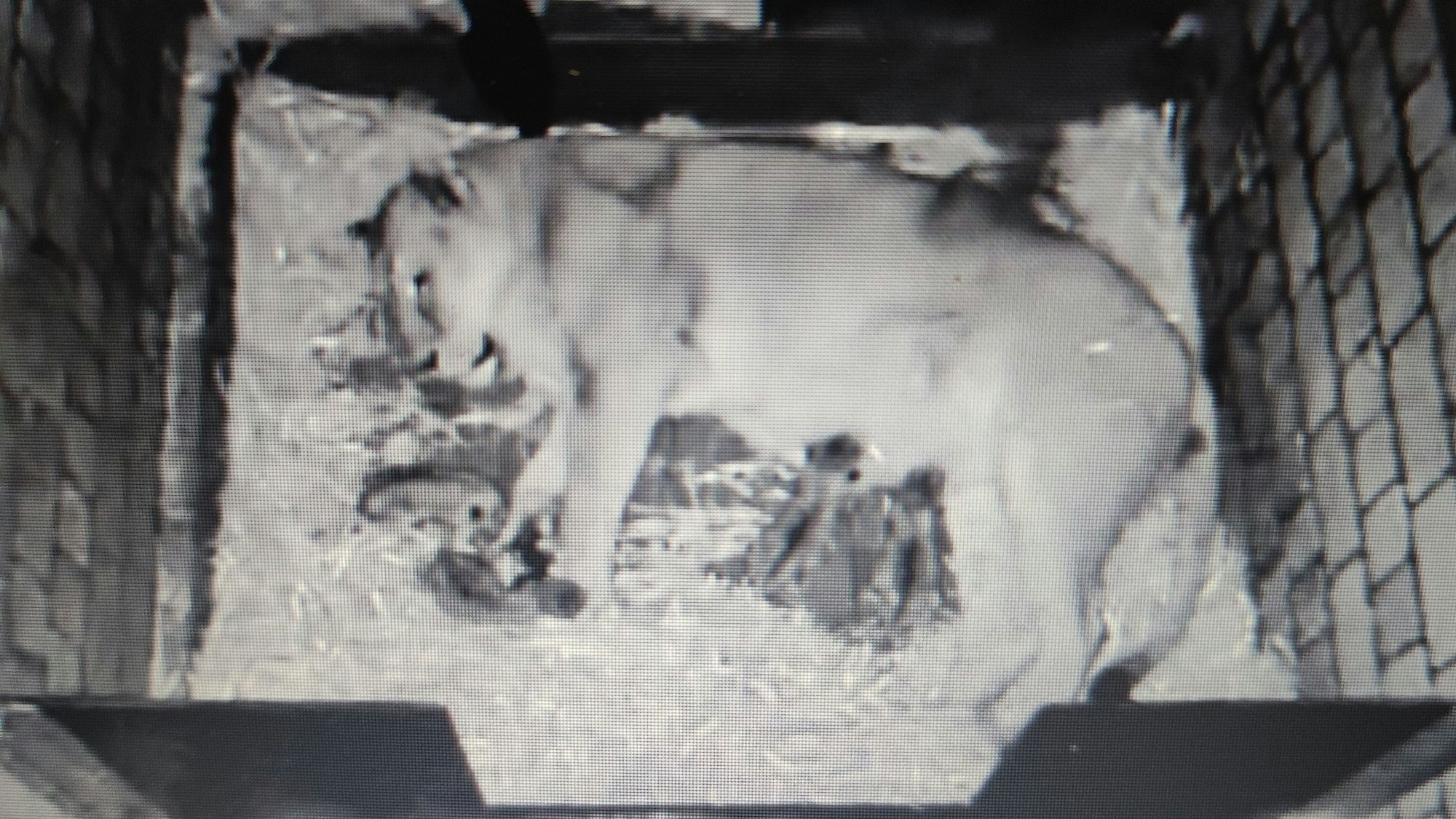 Die Löwenmutter mit dem Nachwuchs in der Wurfbox
