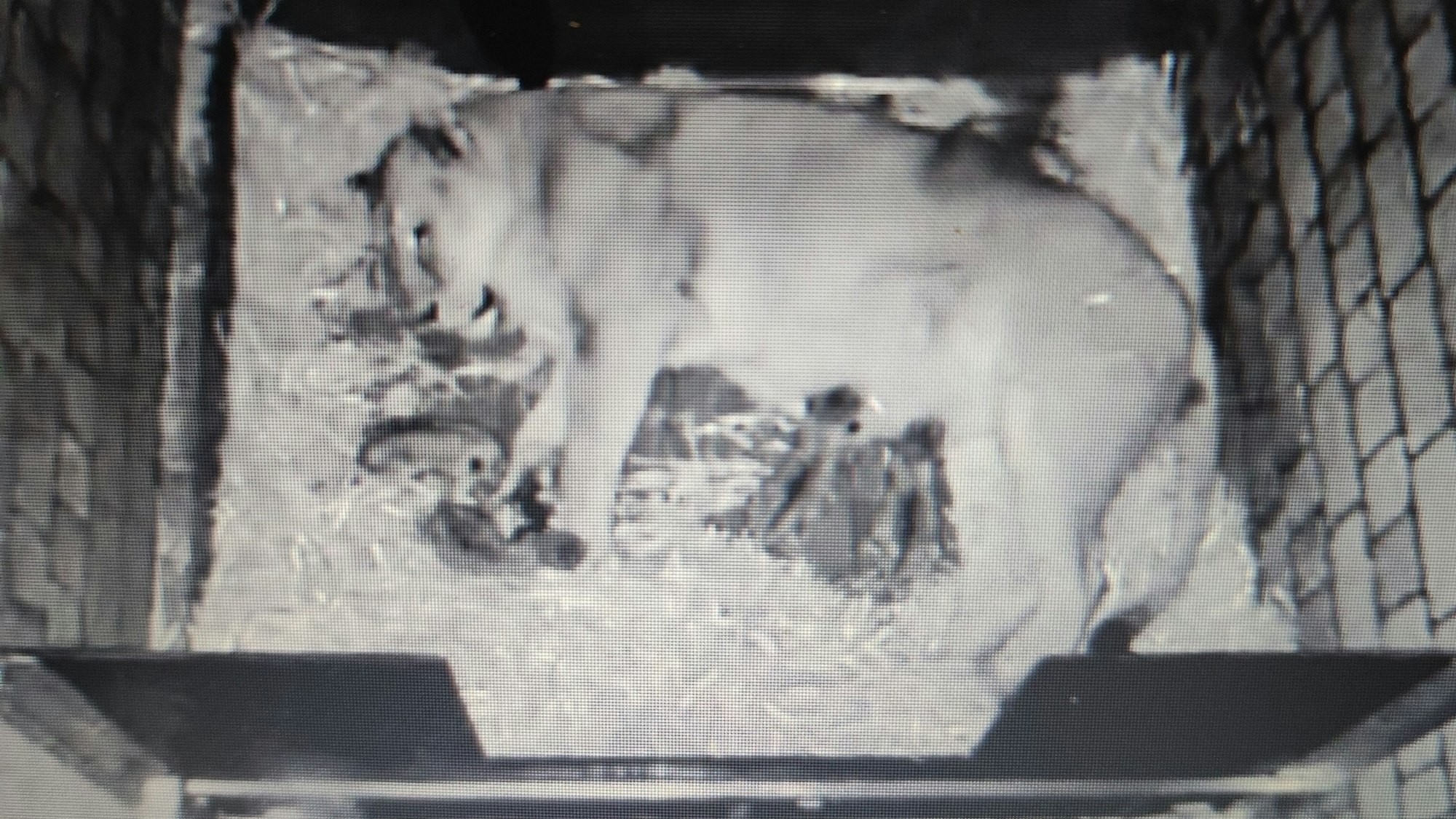 Aufnahme einer Überwachungskamera, die eine Löwin mit ihren Jungen zeigt.