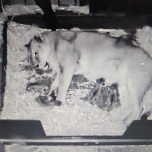 Aufnahme einer Überwachungskamera, die eine Löwin mit ihren Jungen zeigt.