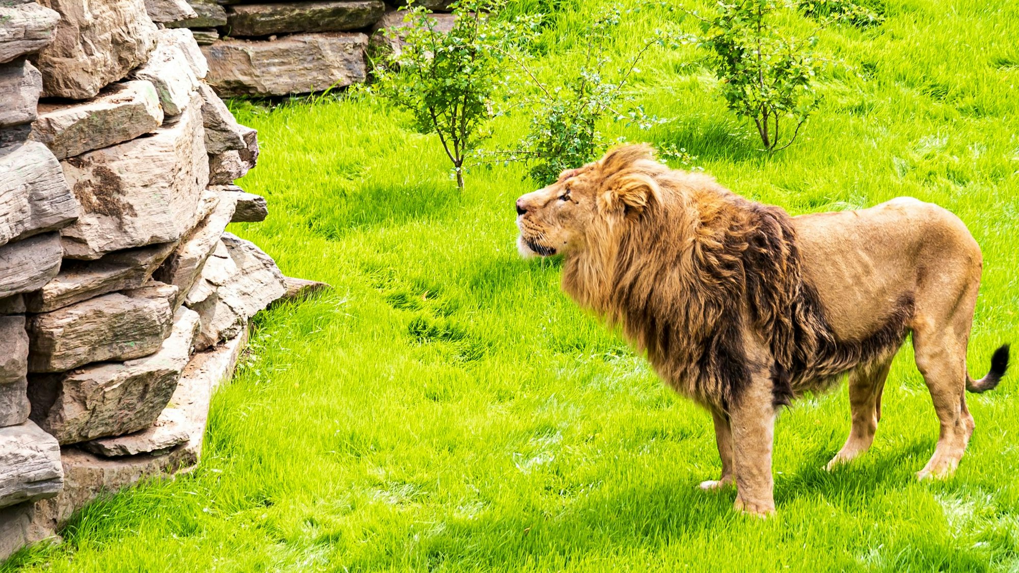 Löwenvater Navin in der Löwenanlage des Kölner Zoos