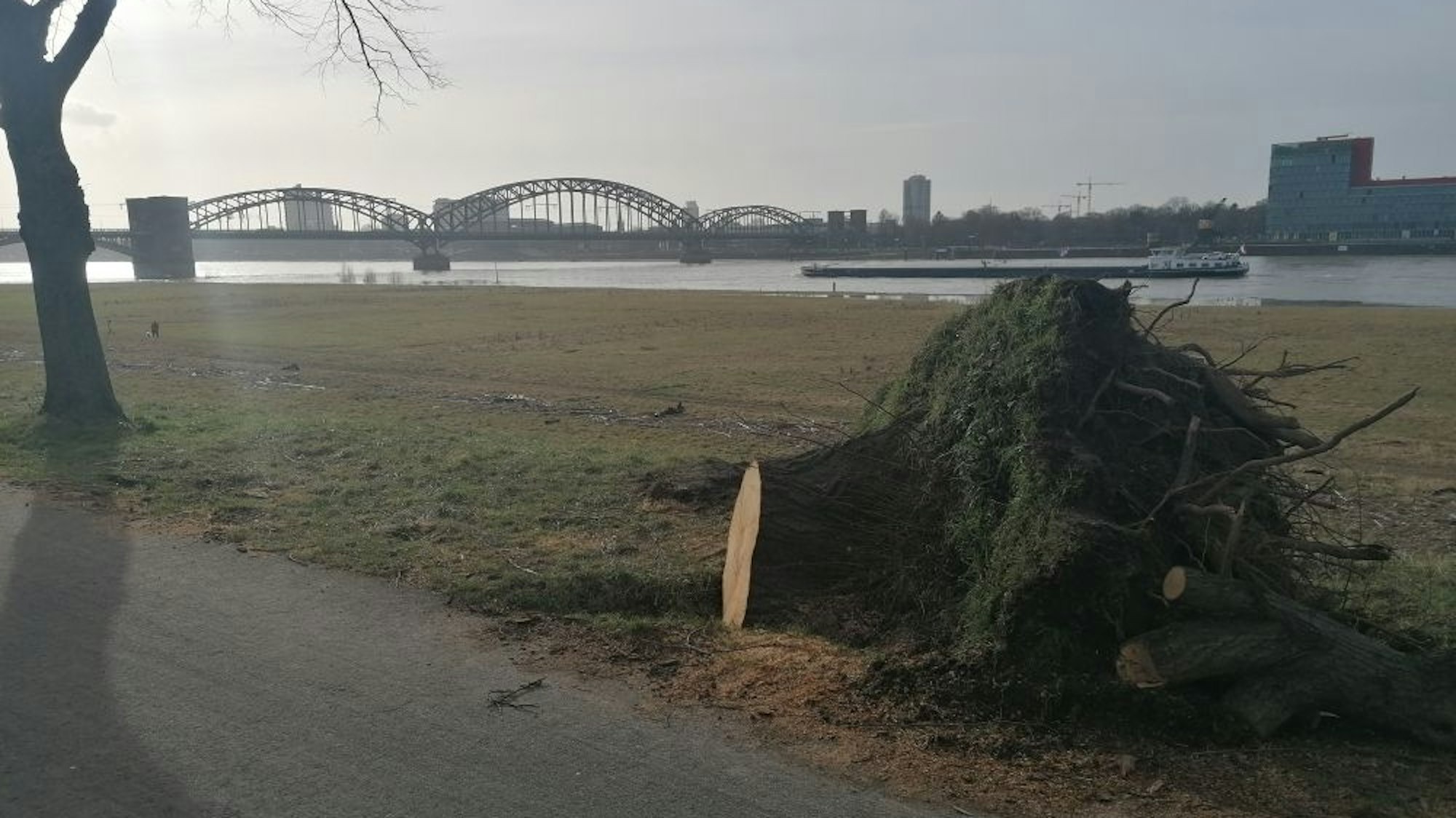 Am Rheinufer liegt ein entwurzelter Baumstumpf.