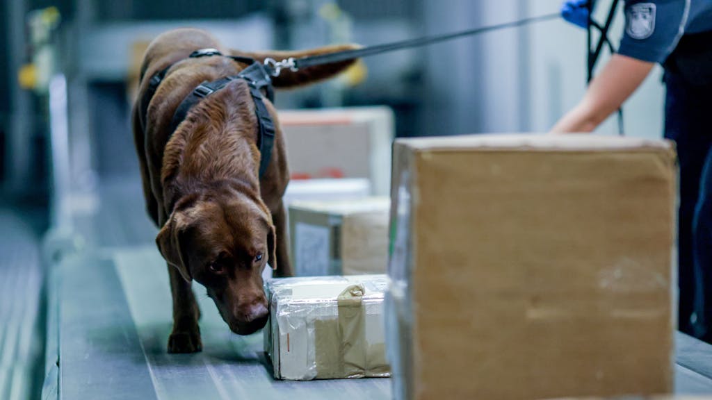 Drogenspürhund schnüffelt beim Kölner Zoll Pakete ab.