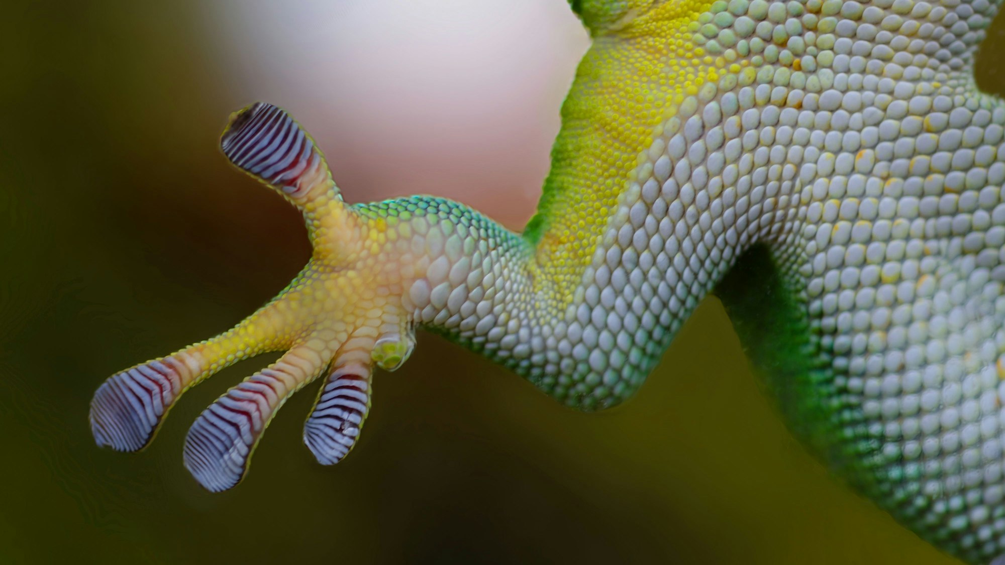 Die Haftlamellen am Fuß eines schillernd bunten Geckos.