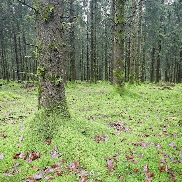 Das Bild zeigt zahlreiche Baumstämme und den mit grünem Moos und wenigen braunen Blättern bedeckten Waldboden bei Nettersheim.