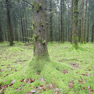 Das Bild zeigt zahlreiche Baumstämme und den mit grünem Moos und wenigen braunen Blättern bedeckten Waldboden bei Nettersheim.