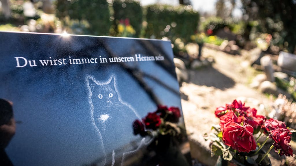 Ein Grabstein zeigt eine Katze, darüber die Inschrift „Du wird immer in unseren Herzen sein“.