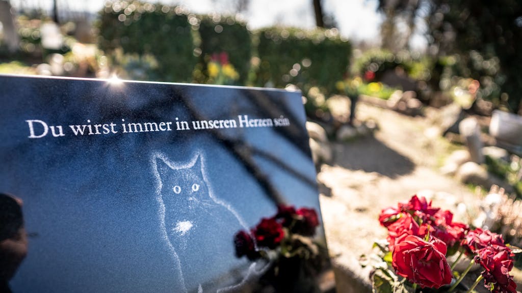 Ein Grabstein zeigt eine Katze, darüber die Inschrift „Du wird immer in unseren Herzen sein“.