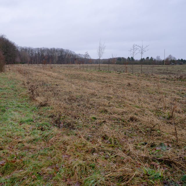 Nur noch Gras ist auf Fläche bei Meckenheim, auf der Mehr als 1000 gespendete Bäume versehentlich gefällt wurden, zu sehen.