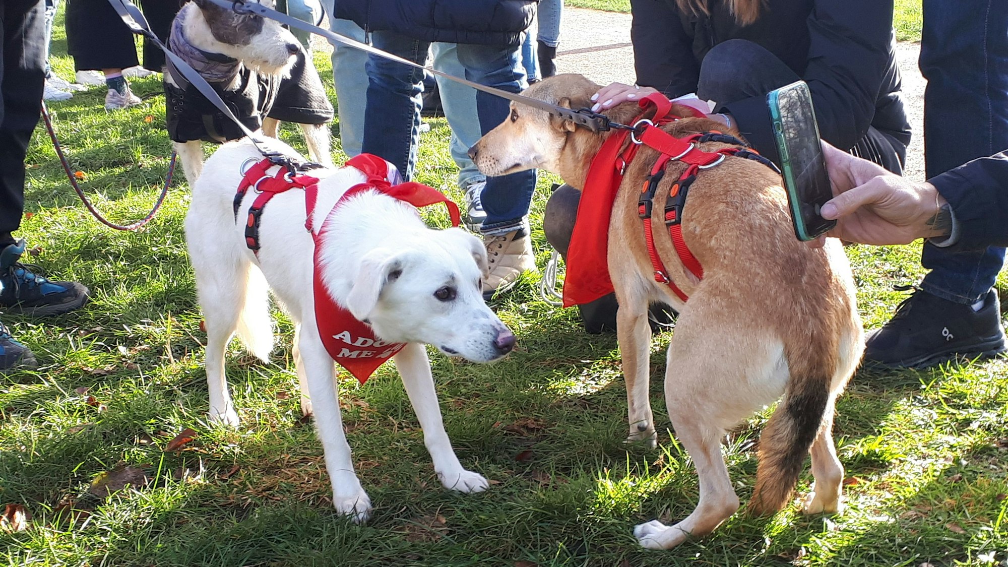 Zwei Hunde auf dem ersten Kölner „Bark-Date“ fand im Stadtwald: Mehr als 80 Gäste kamen zum Vermittlungstreffen für Hunde aus Pflegestellen bei Tierschutzvereinen.