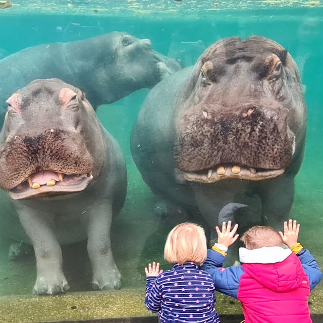 Flusspferde im Kölner Zoo