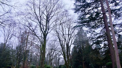Auf dem Flurstück 75 des Kölner Melatenfriedhofs stehen zahlreiche Bäume, drei sollen gefällt werden.