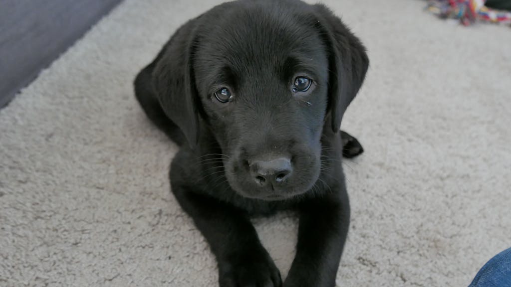 Ein Labrador-Welpe liegt auf einem Teppich.&nbsp;