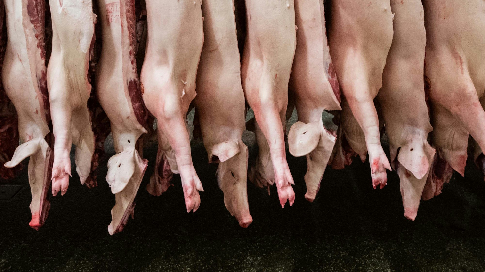 Halbierte Schweine hängen in einem Schlachthof. Die Ampel-Regierung will eine Tierwohlabgabe einführen.er gesunken») Foto: Mohssen Assanimoghaddam/dpa +++ dpa-Bildfunk +++